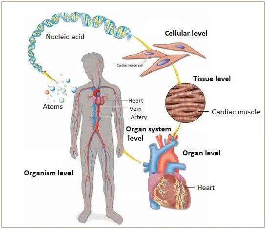 What is Structural Organisation in the Human Body