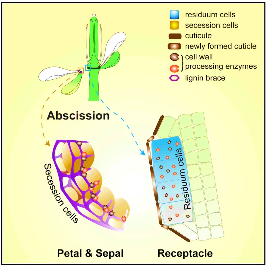 Abscission