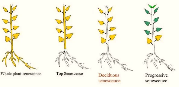 Different types of Senescence in Plants