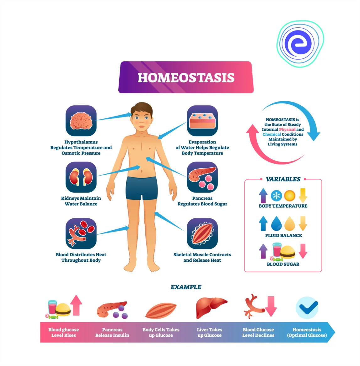 Homeostasis of human body