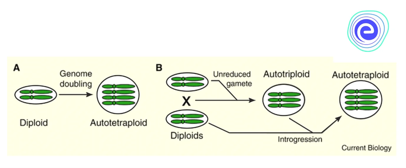 Mechanism of formation of Autotetraploid