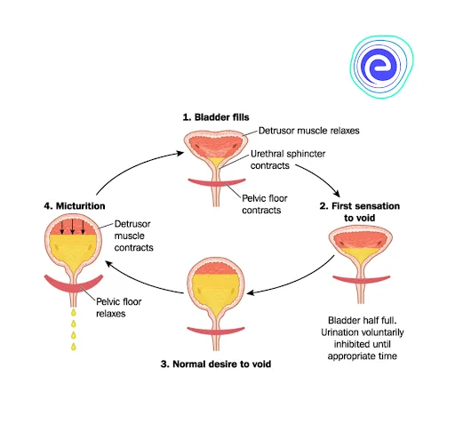 Micturition