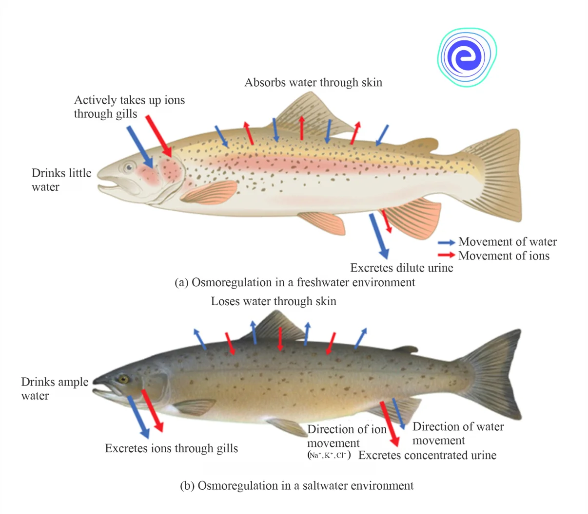 Osmoregulation in (a) freshwater (b) saltwater environments.