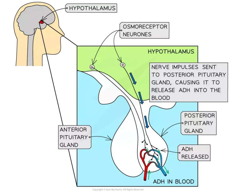 Osmoregulation in humans