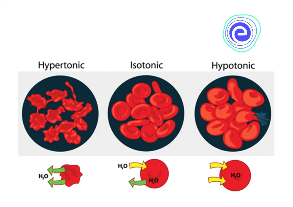 Red blood cells' responses to hypertonic, hypotonic, and isotonic solutions.