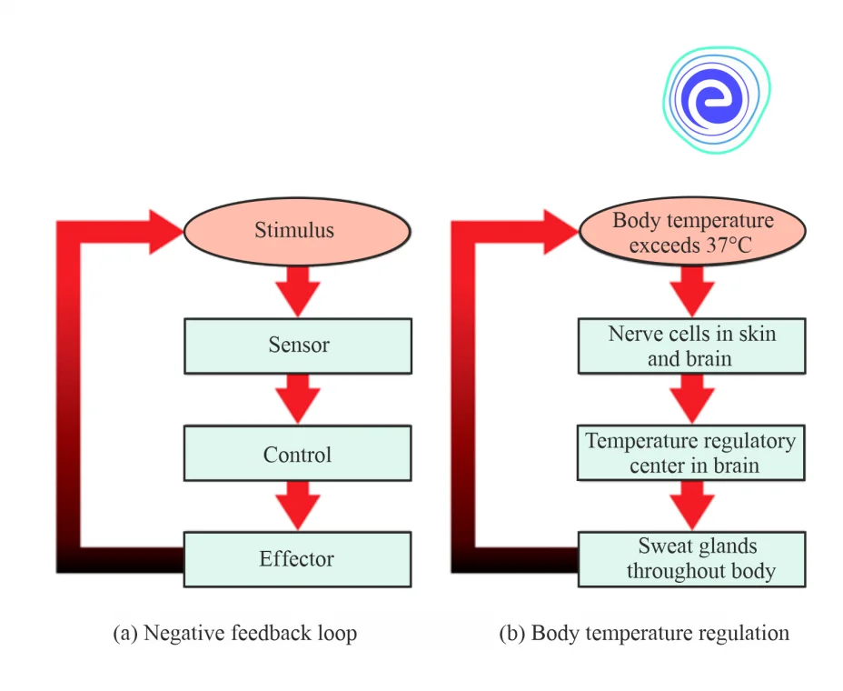 Regulation of Homeostasis