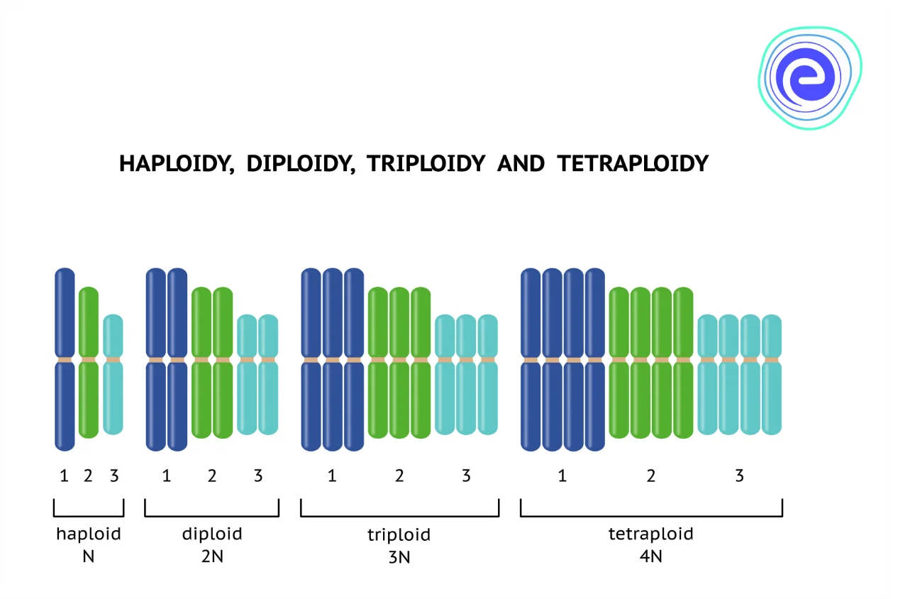 Types of Polyploid